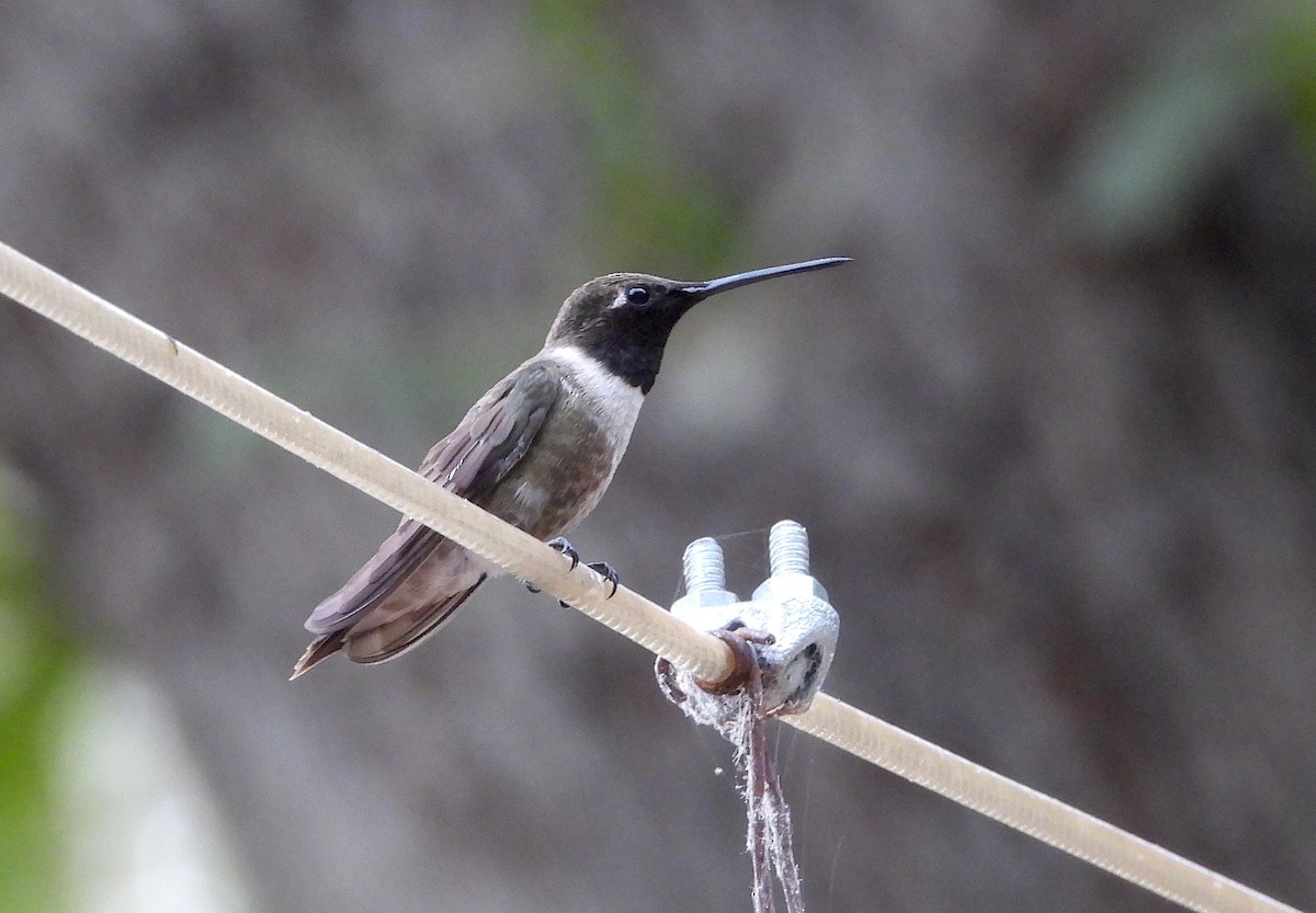 Black-chinned Hummingbird - ML620531857