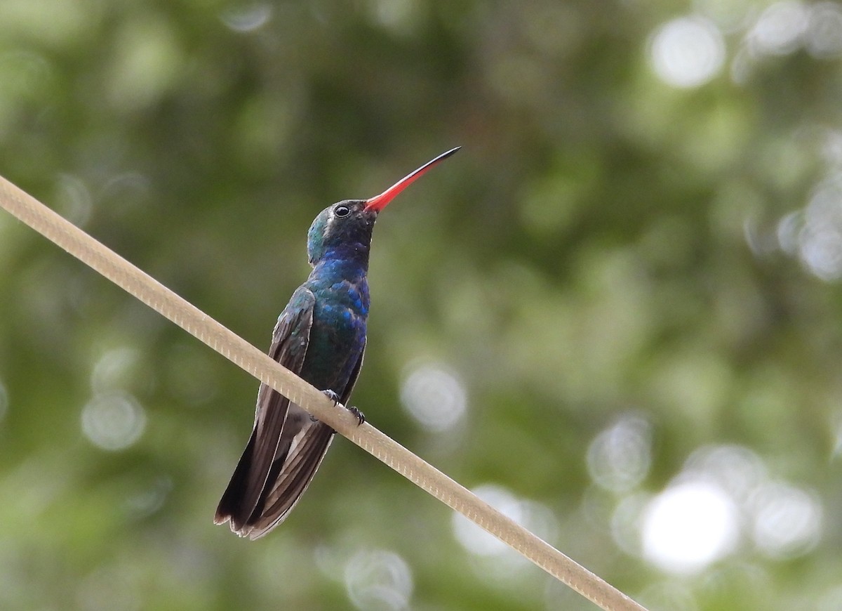 kolibřík širokozobý - ML620531860