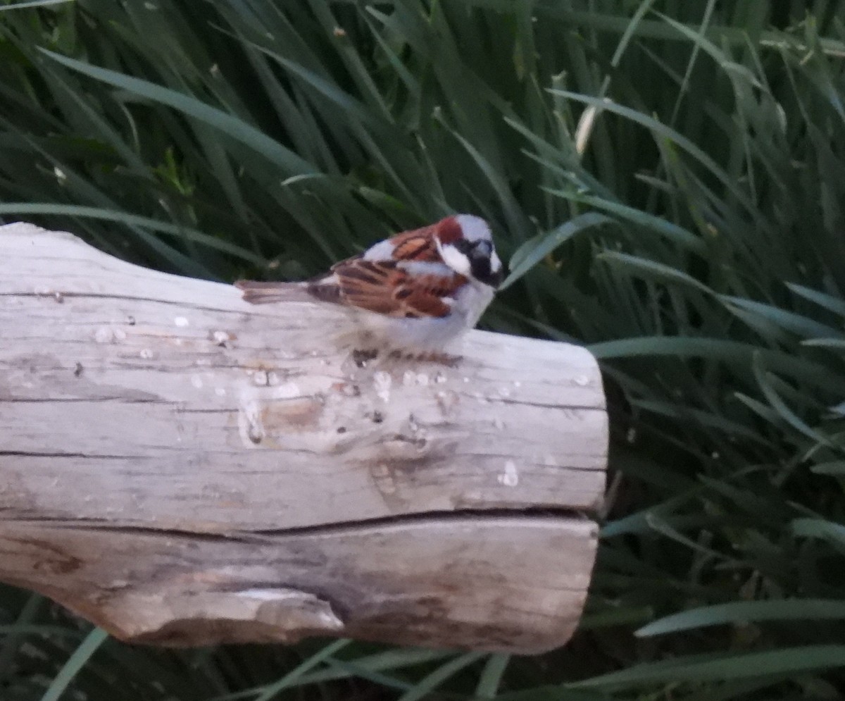 House Sparrow - ML620531861