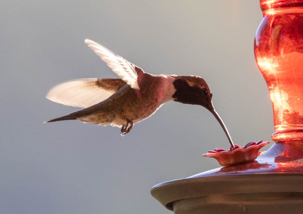 Lucifer x Black-chinned Hummingbird (hybrid) - ML620531864