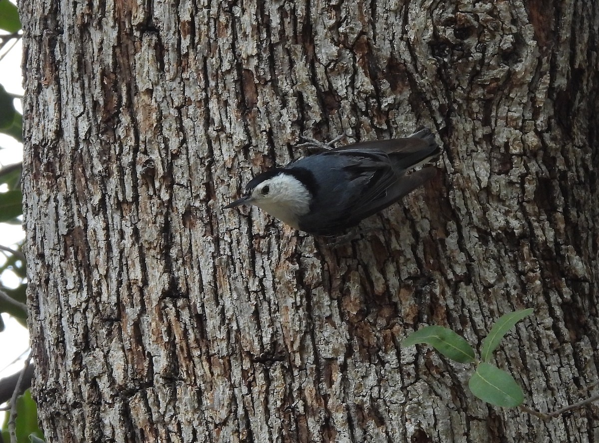 White-breasted Nuthatch - ML620531865