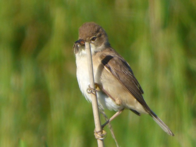 Common Reed Warbler - ML620531868