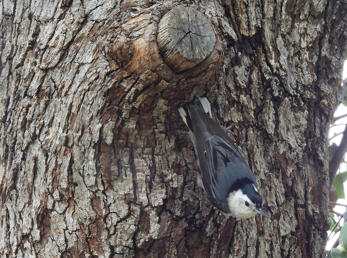 White-breasted Nuthatch - ML620531869