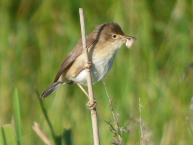 Common Reed Warbler - ML620531871