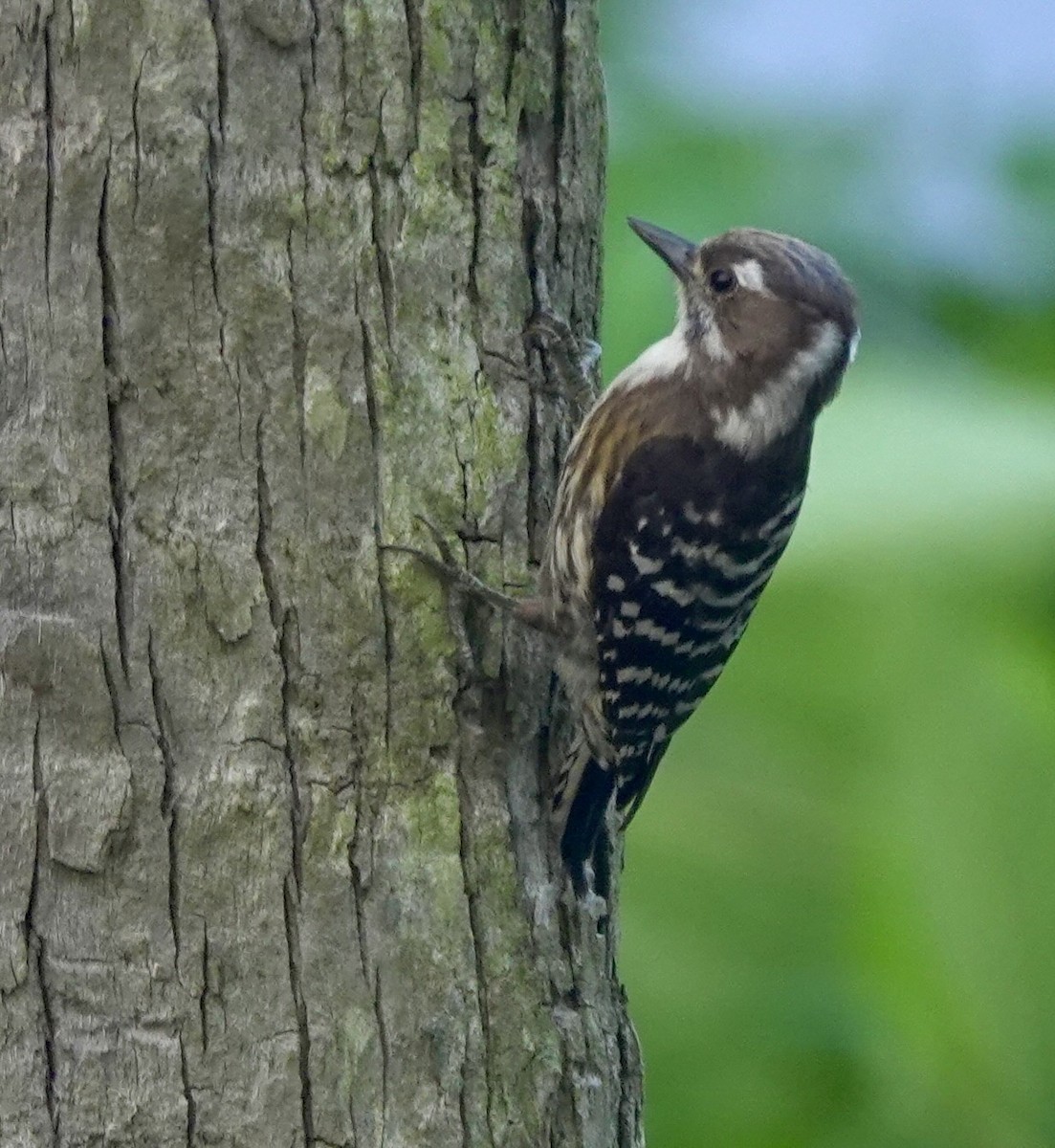 Japanese Pygmy Woodpecker - ML620531879