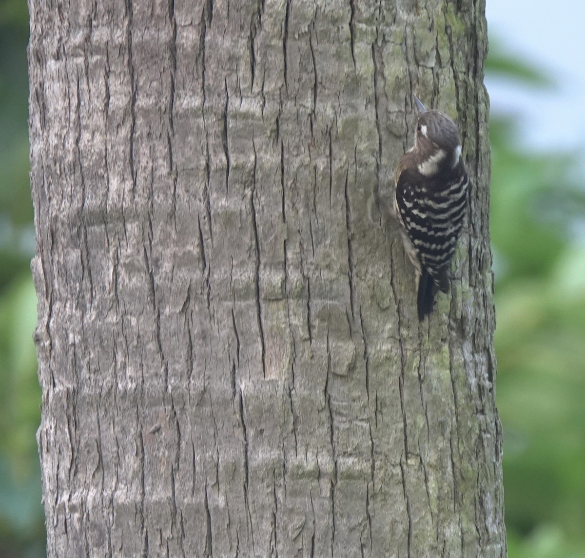 Japanese Pygmy Woodpecker - ML620531883