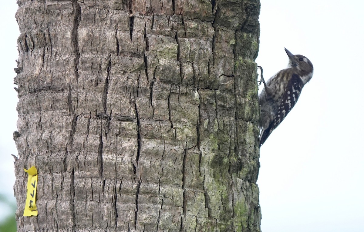 Japanese Pygmy Woodpecker - ML620531884