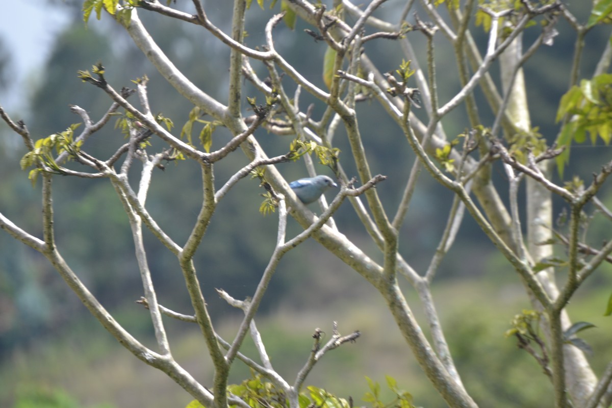 Blue-gray Tanager - ML620531885