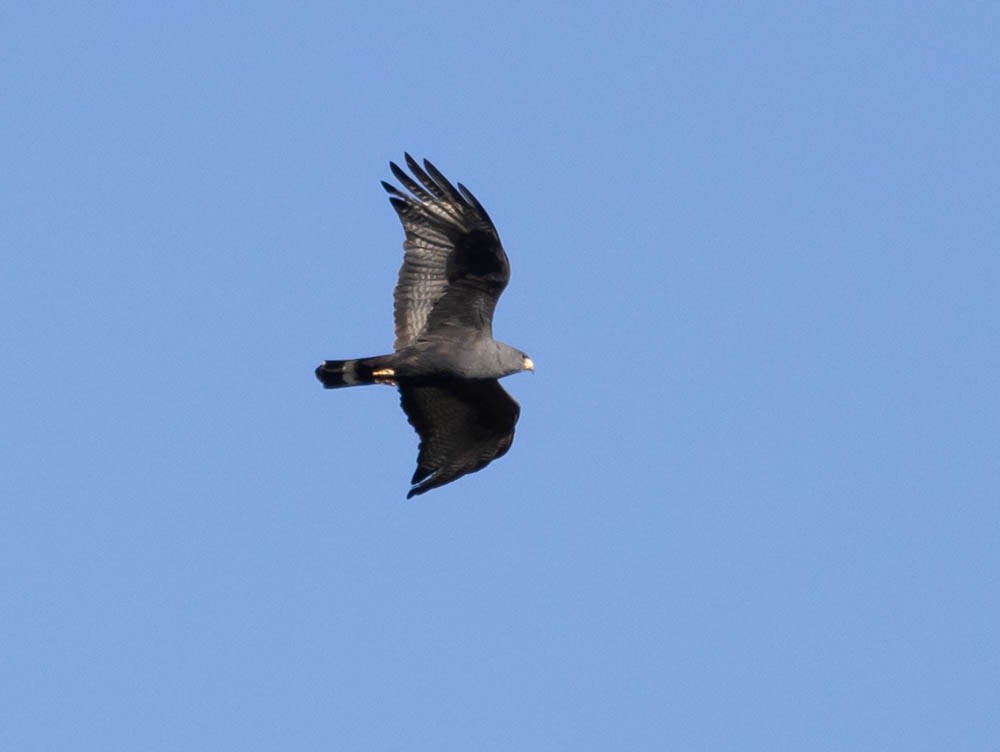 Zone-tailed Hawk - ML620531889