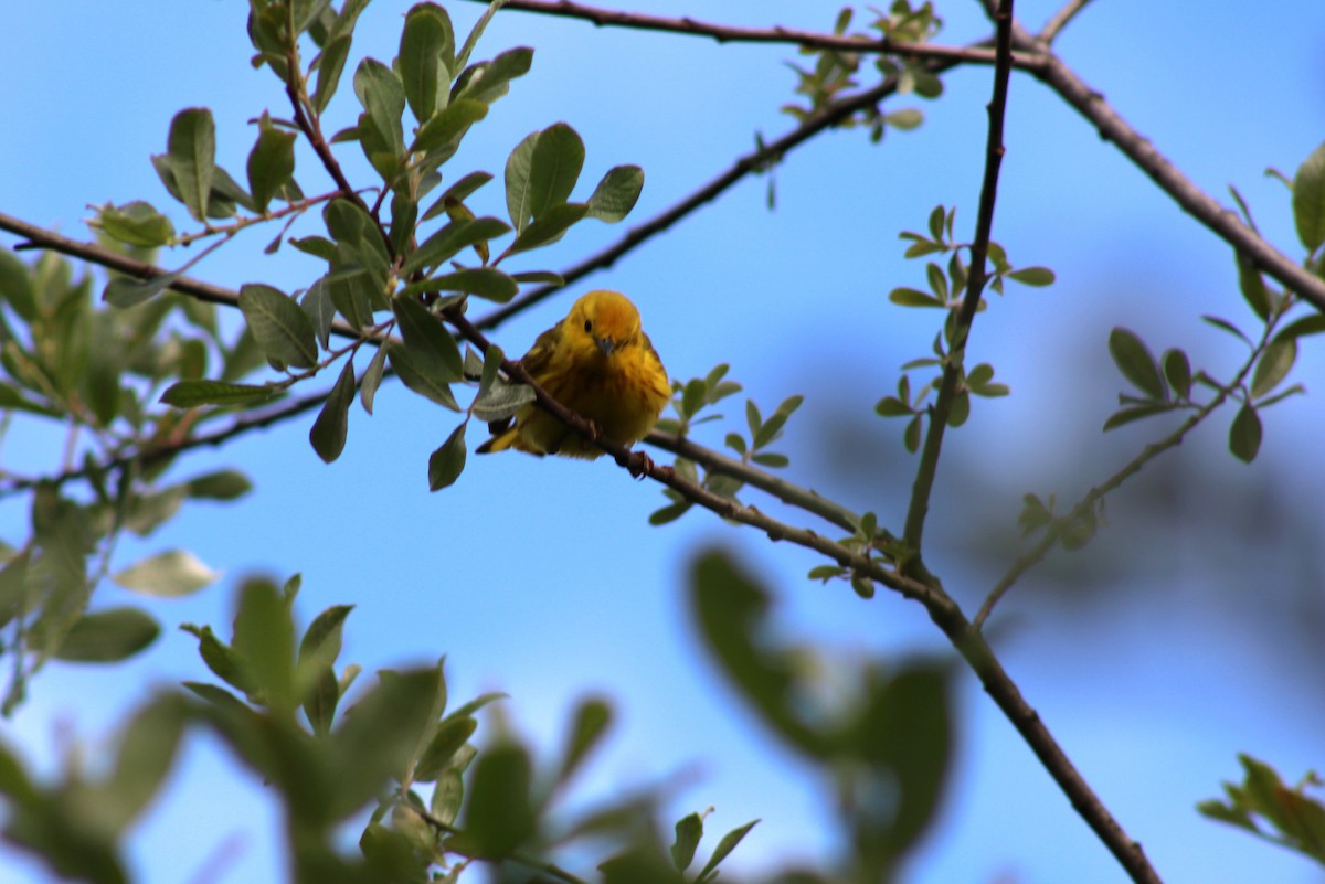 Paruline jaune - ML620531890