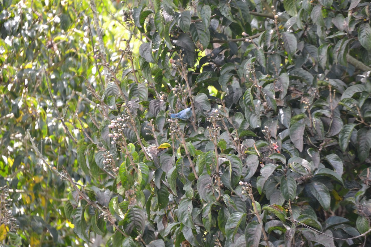 Blue-gray Tanager - ML620531897