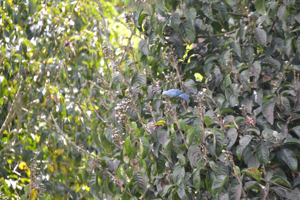 Blue-gray Tanager - ML620531905
