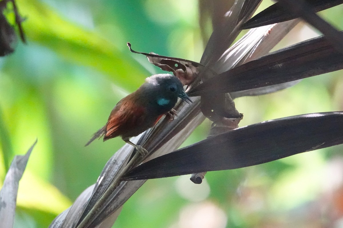 Gray-hooded Babbler - ML620531914