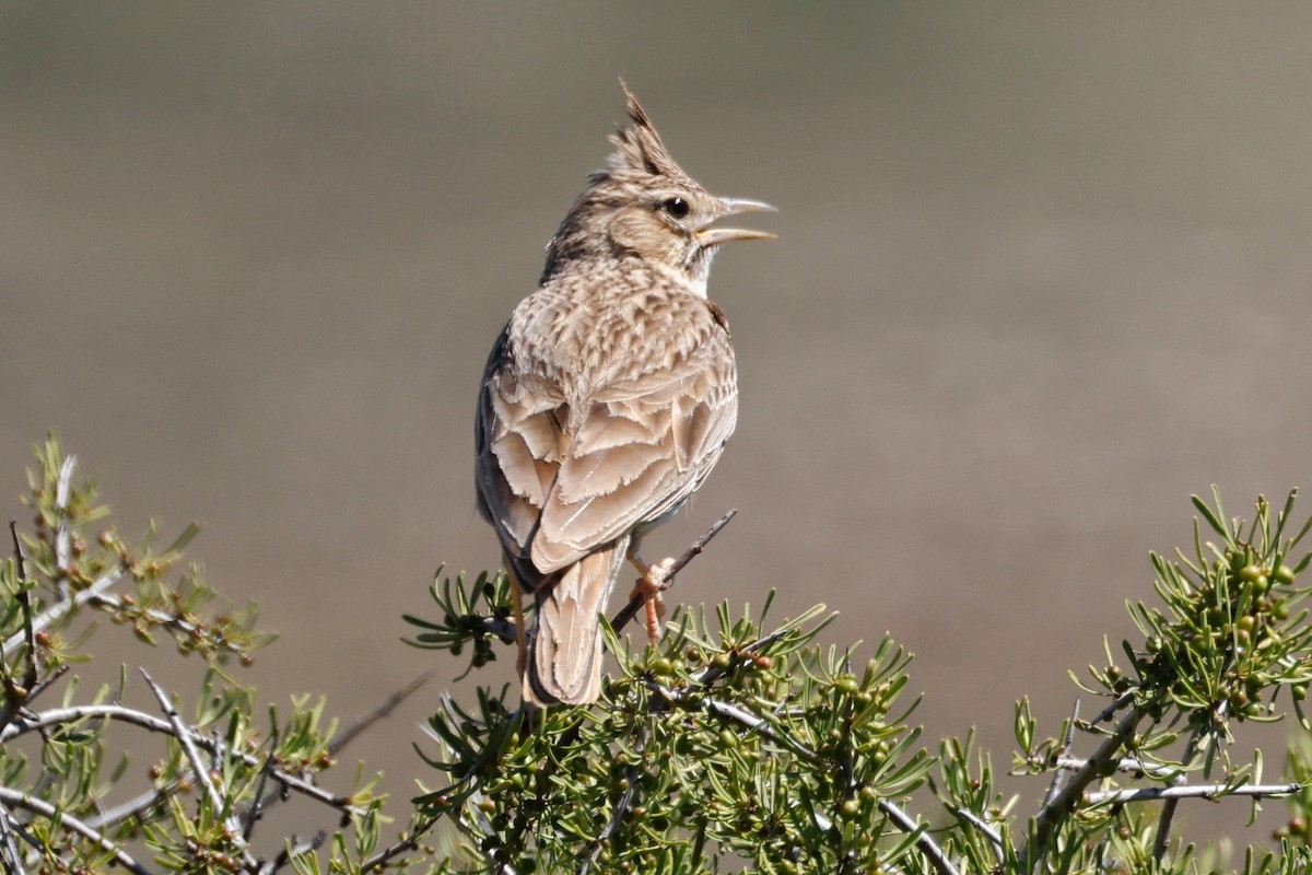 Crested Lark - ML620531930