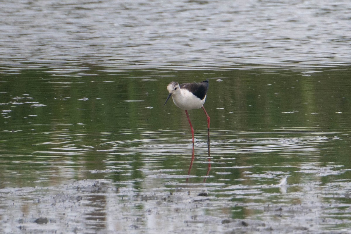 Black-winged Stilt - Joe Claborn