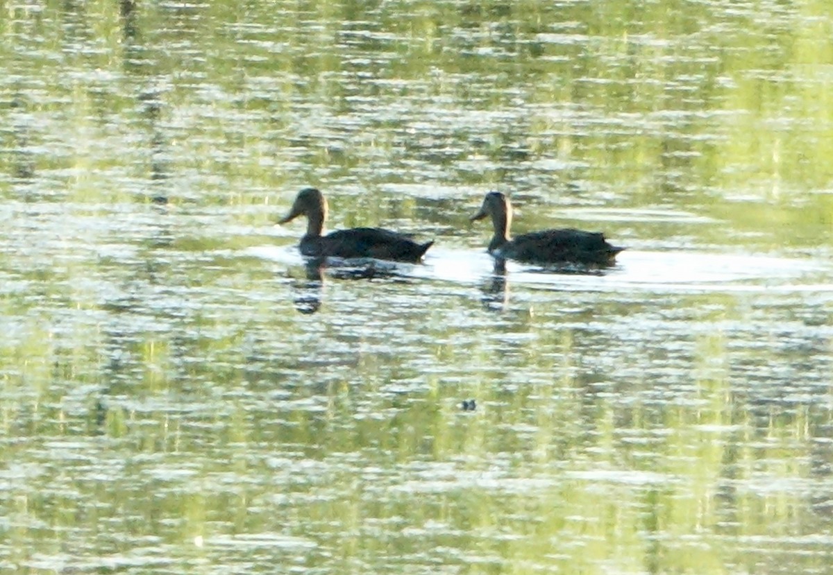 Mexican Duck - ML620531934