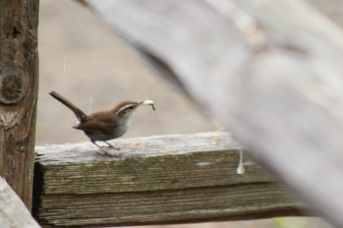 Bewick's Wren - ML620531948