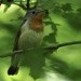 Red-breasted Flycatcher - ML620531951