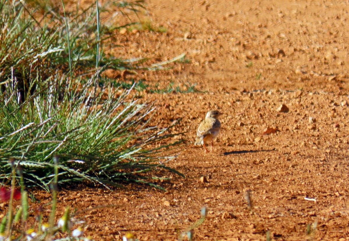 Greater Short-toed Lark - ML620531955