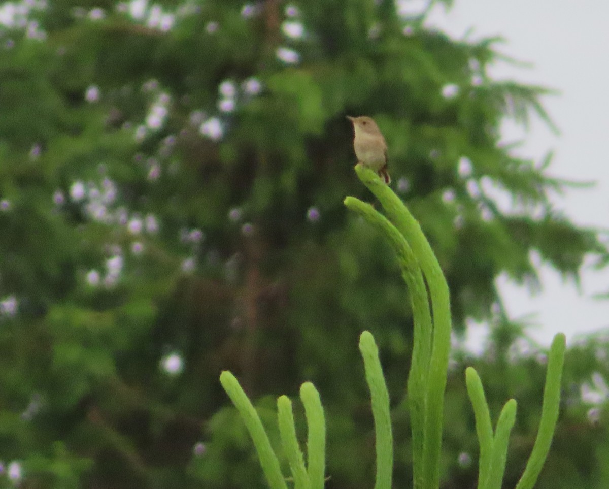 House Wren - ML620531956