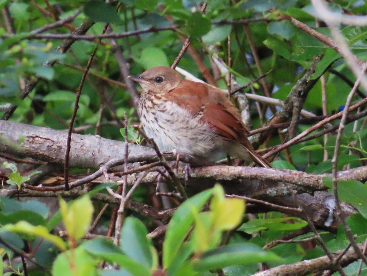 Brown Thrasher - ML620531961