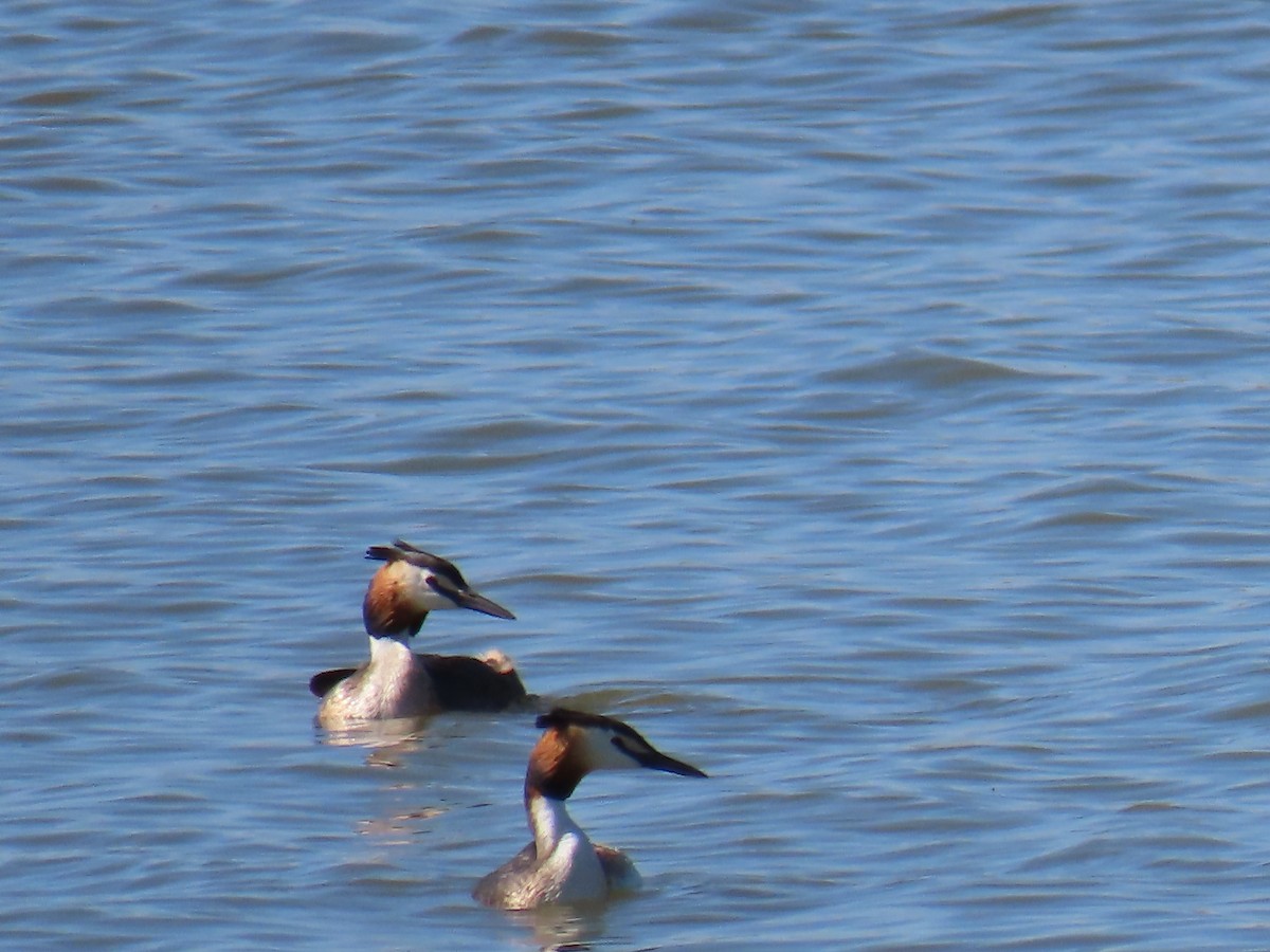 Great Crested Grebe - ML620531962