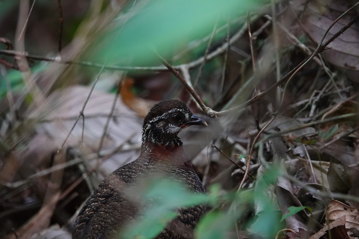 Sabah Partridge - ML620531964