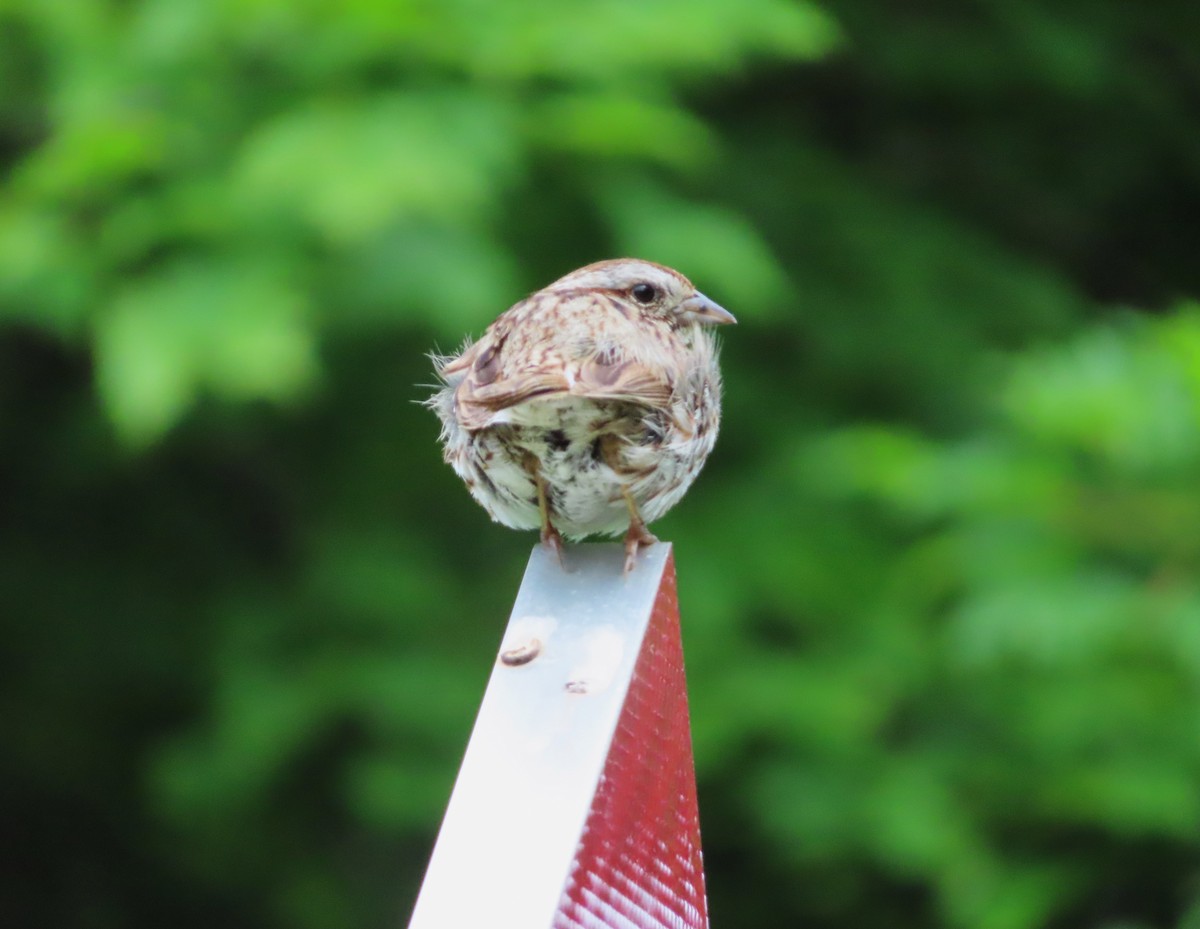 Song Sparrow - ML620531967