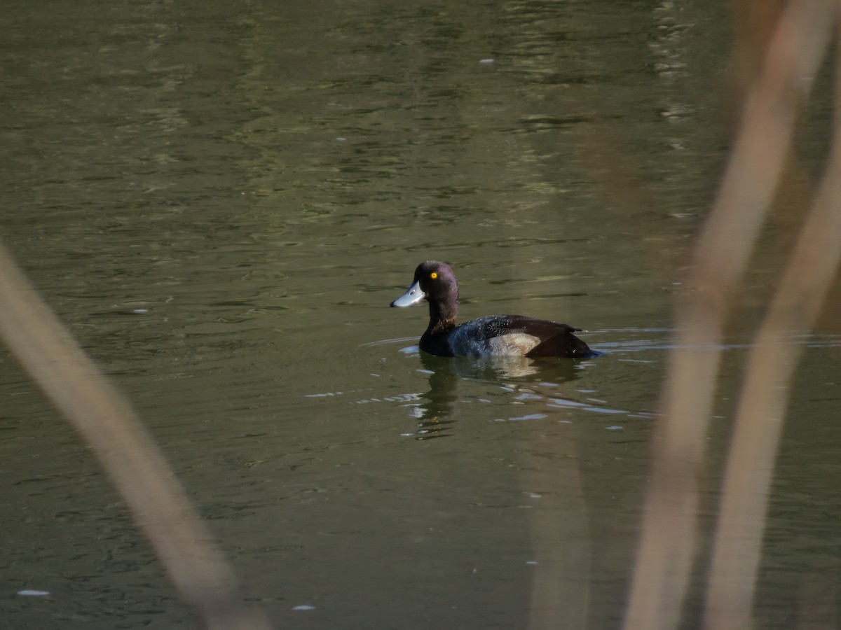 Lesser Scaup - ML620531968