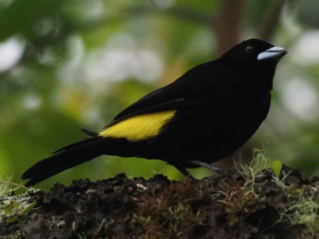 Flame-rumped Tanager - ML620531975