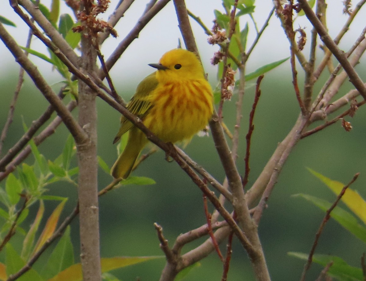 Yellow Warbler - ML620531976