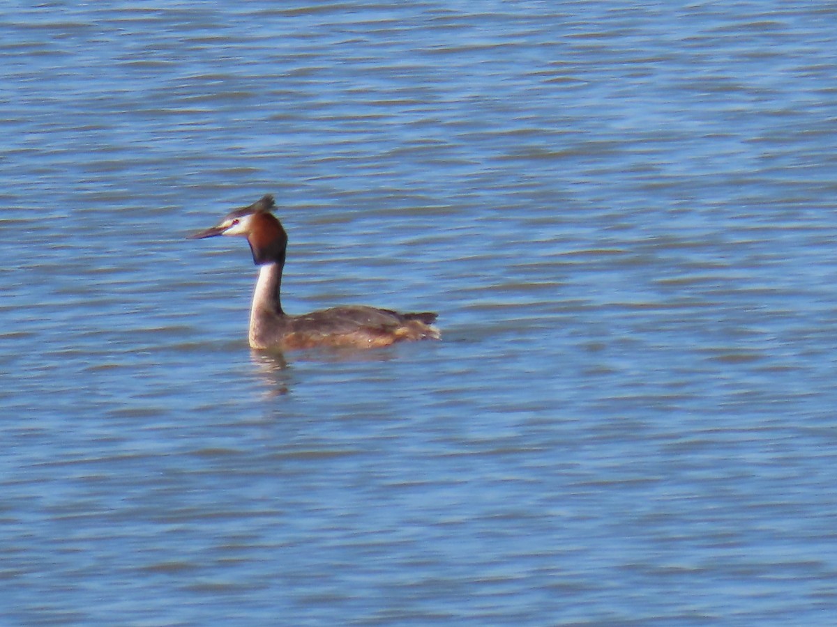Great Crested Grebe - ML620531977