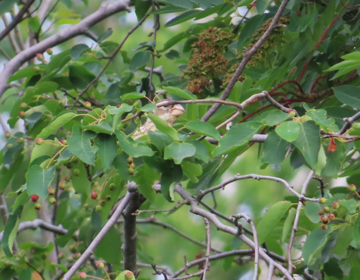 Rose-breasted Grosbeak - ML620531981