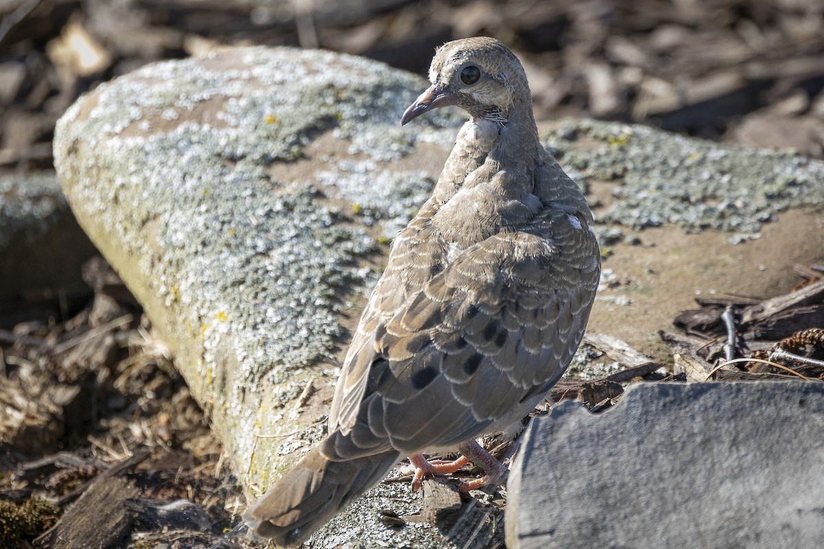 Mourning Dove - ML620531982