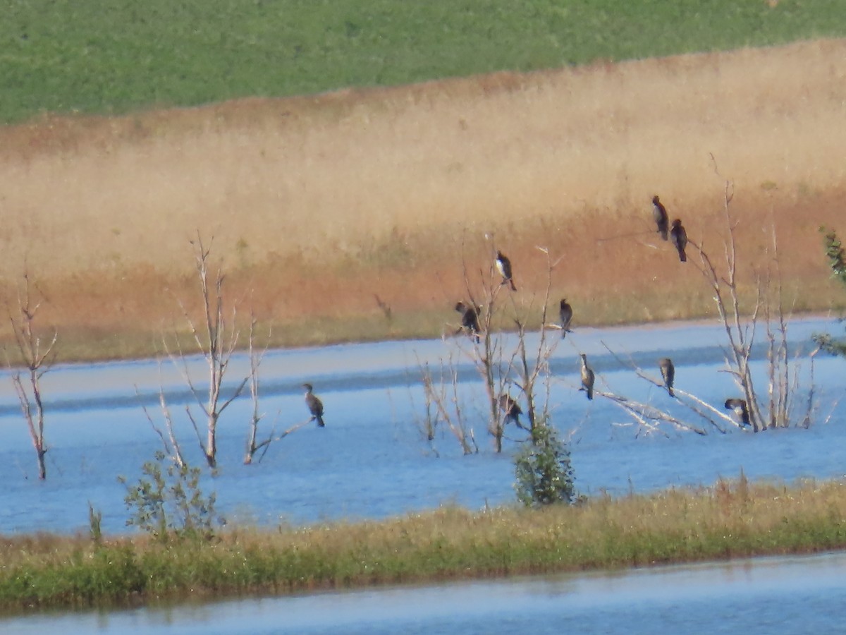 Great Cormorant - ML620531984