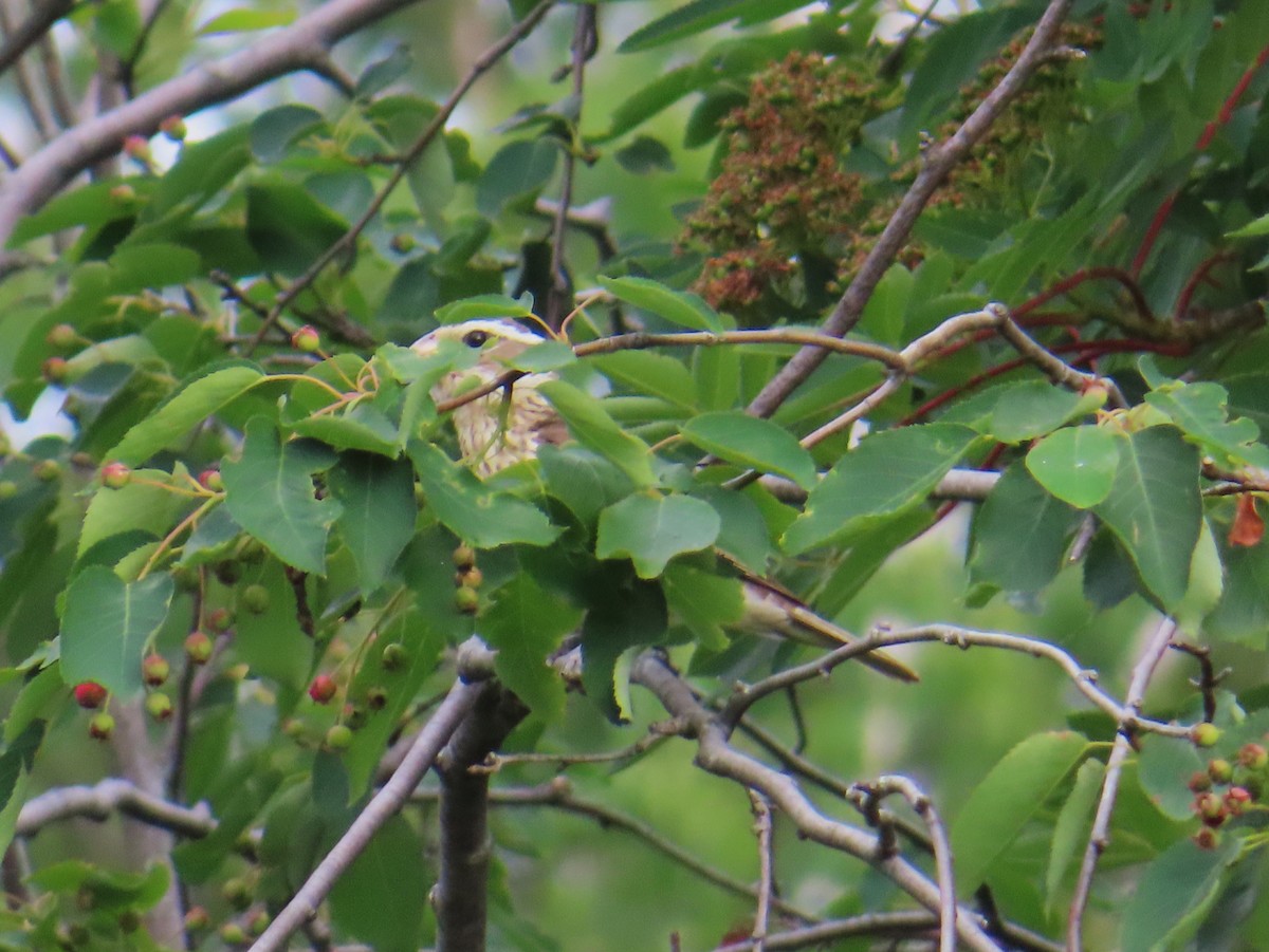 Rose-breasted Grosbeak - ML620531985