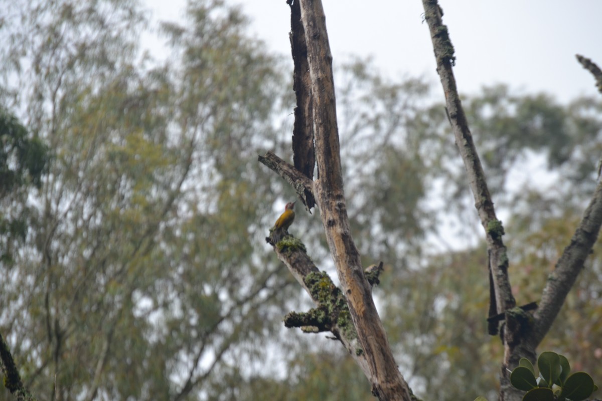 Golden-olive Woodpecker - ML620531989