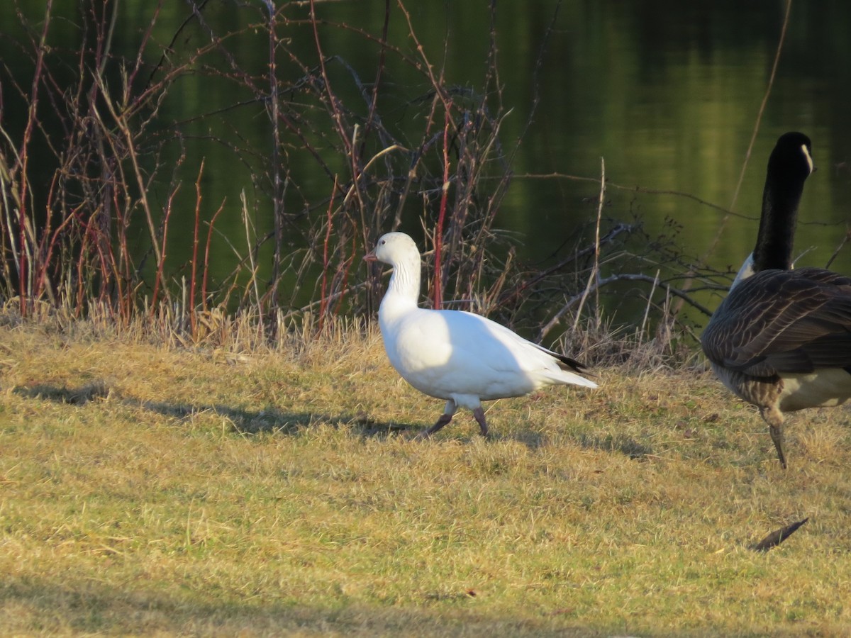 Ross's Goose - ML620531992