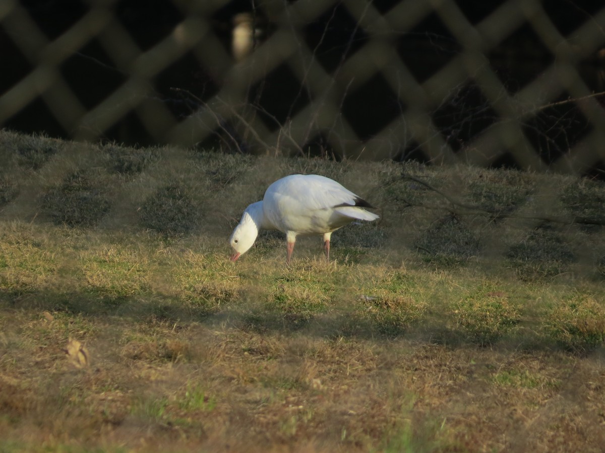 Ross's Goose - ML620531993