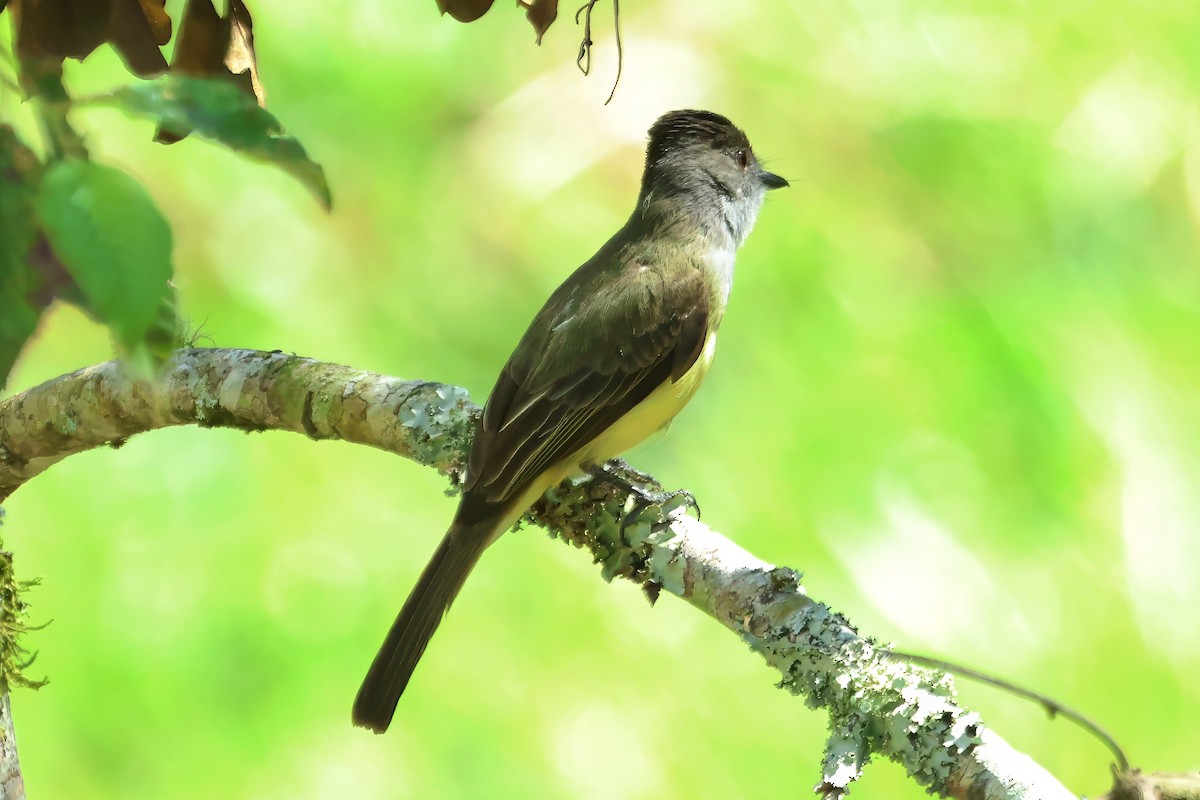 Pale-edged Flycatcher - ML620531998