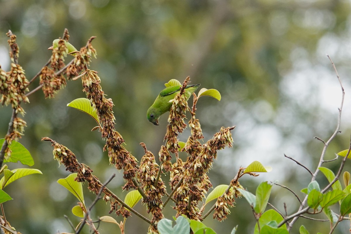 Blue-crowned Hanging-Parrot - ML620532001