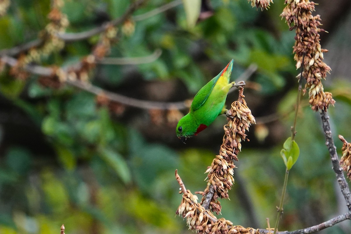 Blue-crowned Hanging-Parrot - ML620532003