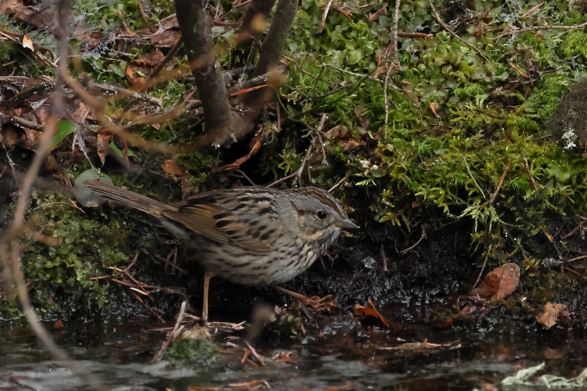 Lincoln's Sparrow - ML620532010