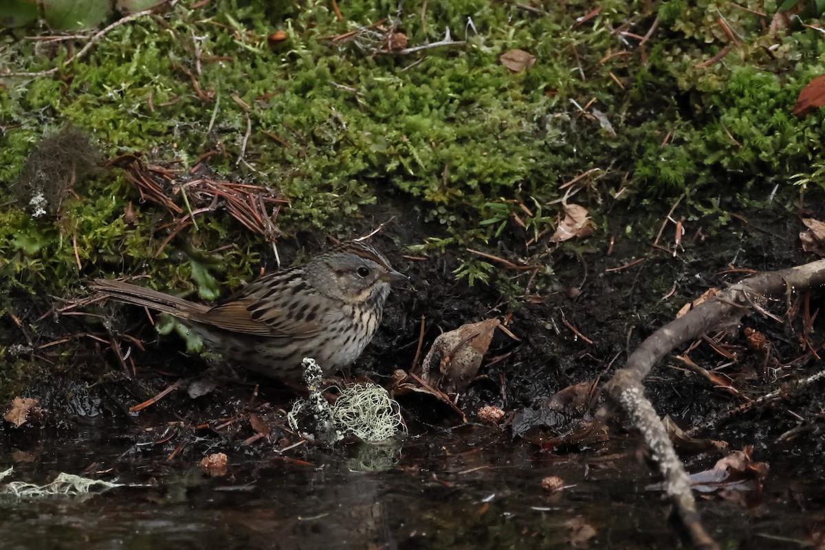 Lincoln's Sparrow - ML620532011