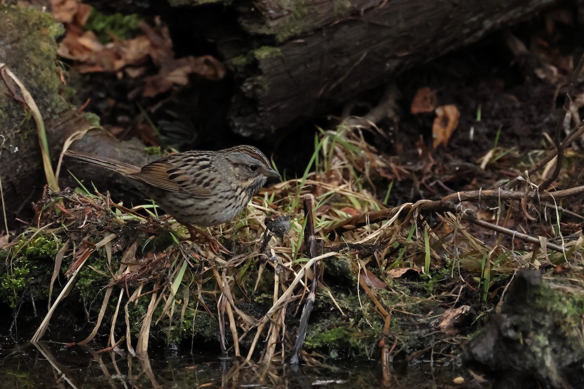 Lincoln's Sparrow - ML620532012