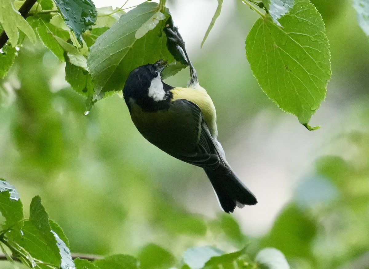 Great Tit - ML620532020