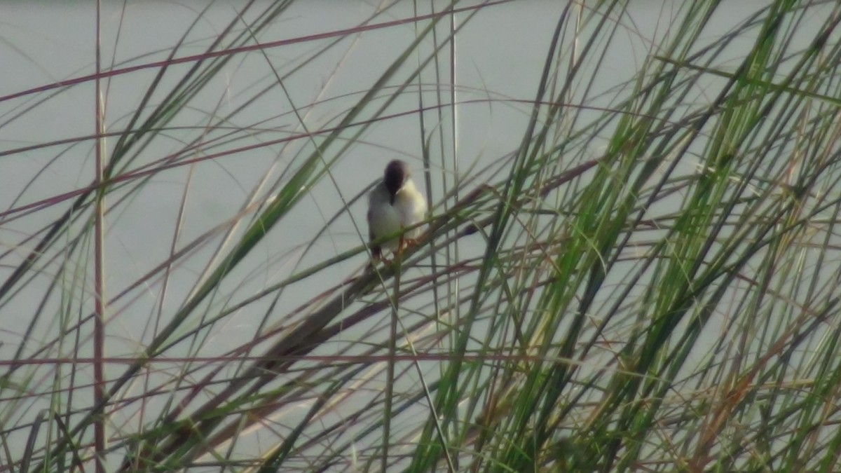 Prinia Sencilla - ML620532027