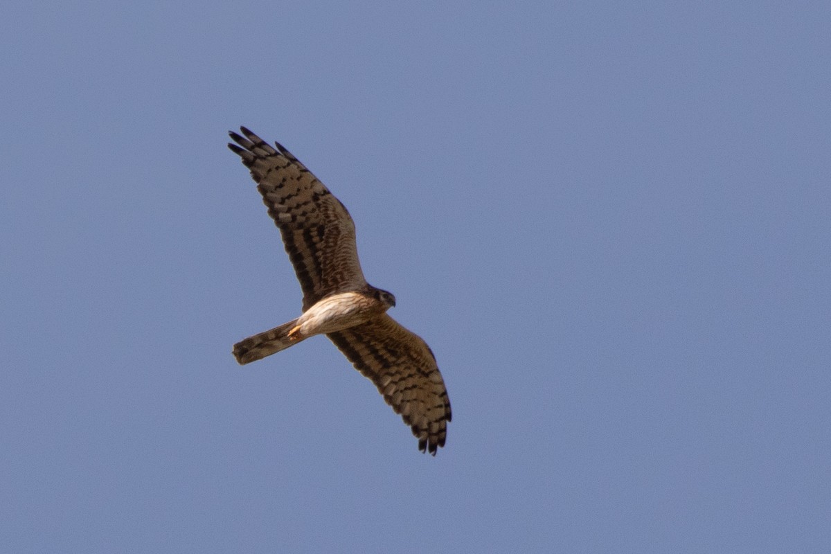 Montagu's Harrier - Miguel Rodríguez Esteban