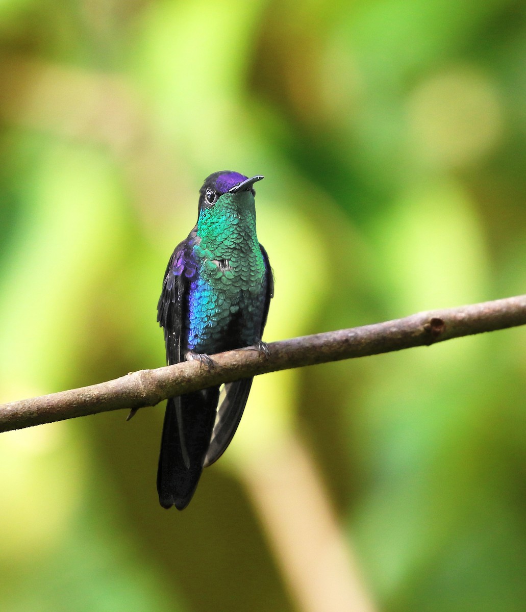 Crowned Woodnymph (Northern/Colombian Violet-crowned) - ML620532038