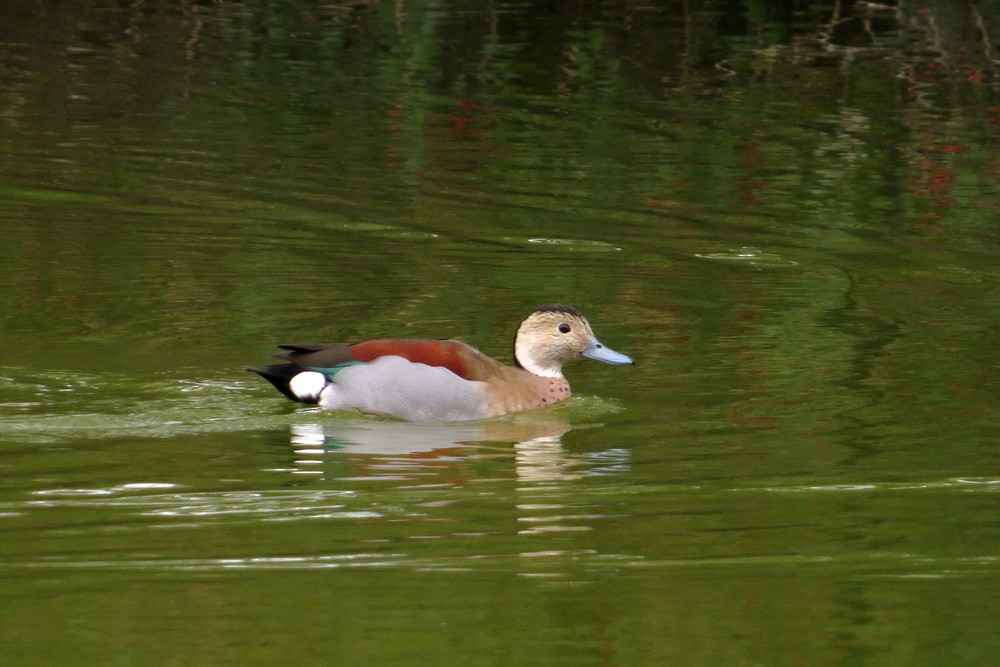 Ringed Teal - ML620532045